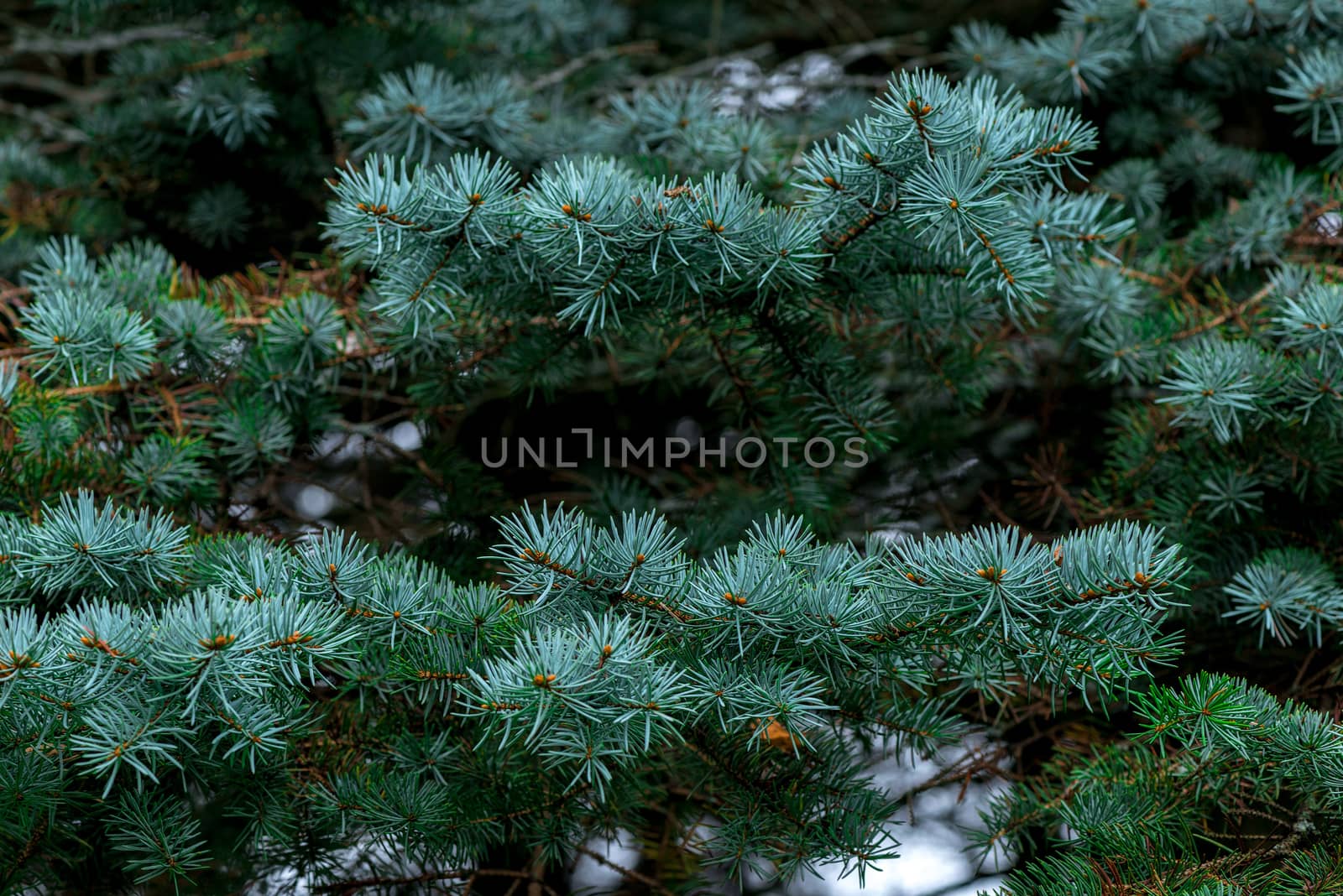 Nature close-up-beautiful branches of blue spruce needles