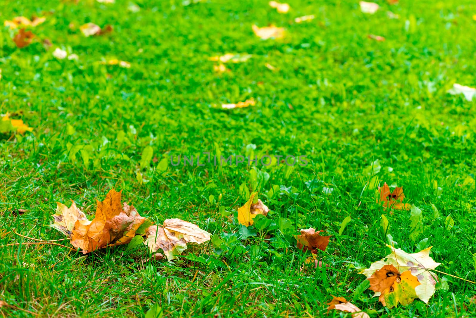 Autumn landscape - a green lawn with flying yellow maple leaves by kosmsos111