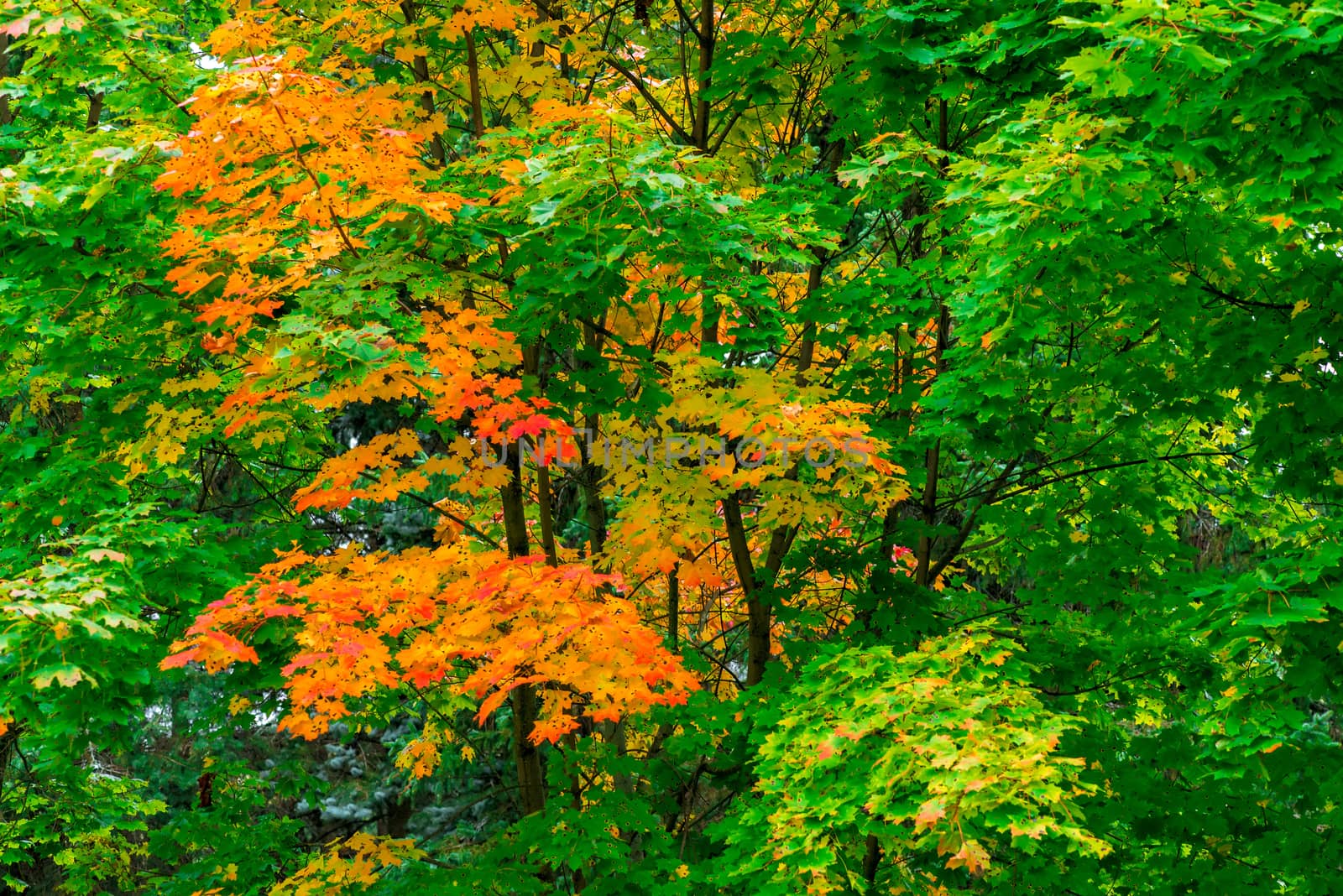 Maple in a park with colorful leaves that changed color, autumn landscape