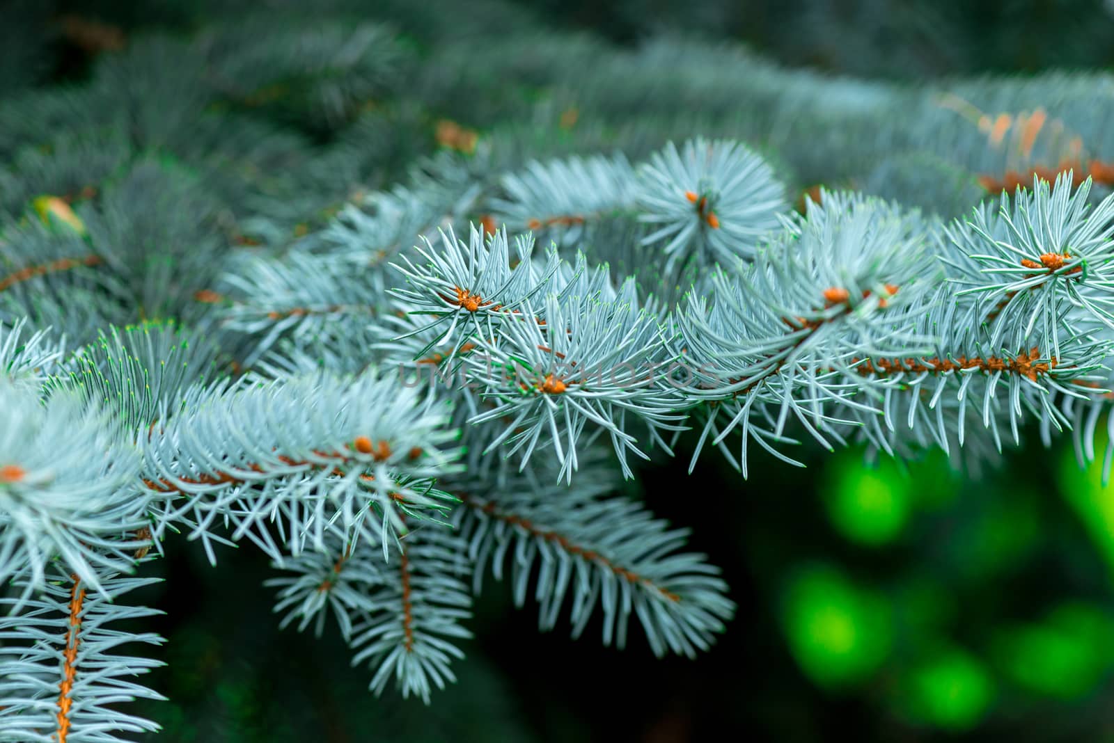 Close-up of needles of a beautiful blue spruce nature macro by kosmsos111