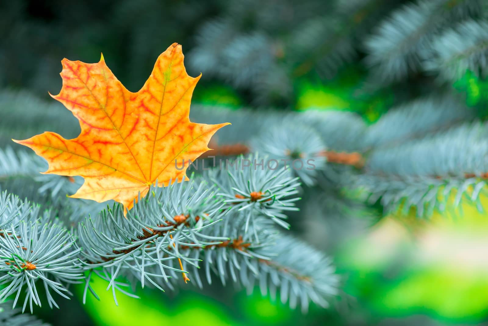 Bright beautiful yellow maple leaf in blue spruce branches close-up