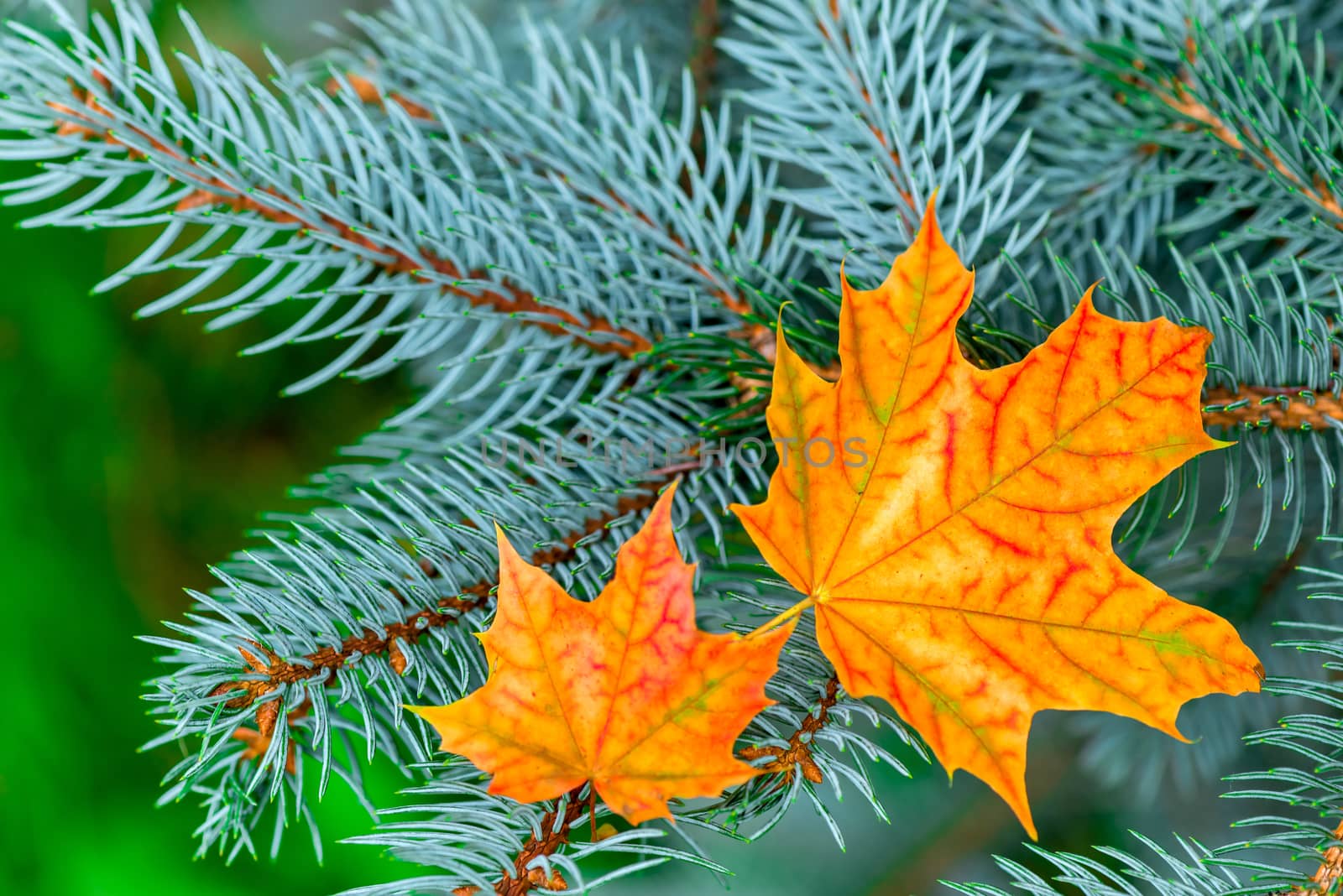 Two bright beautiful yellow maple leaf in blue spruce branches close-up