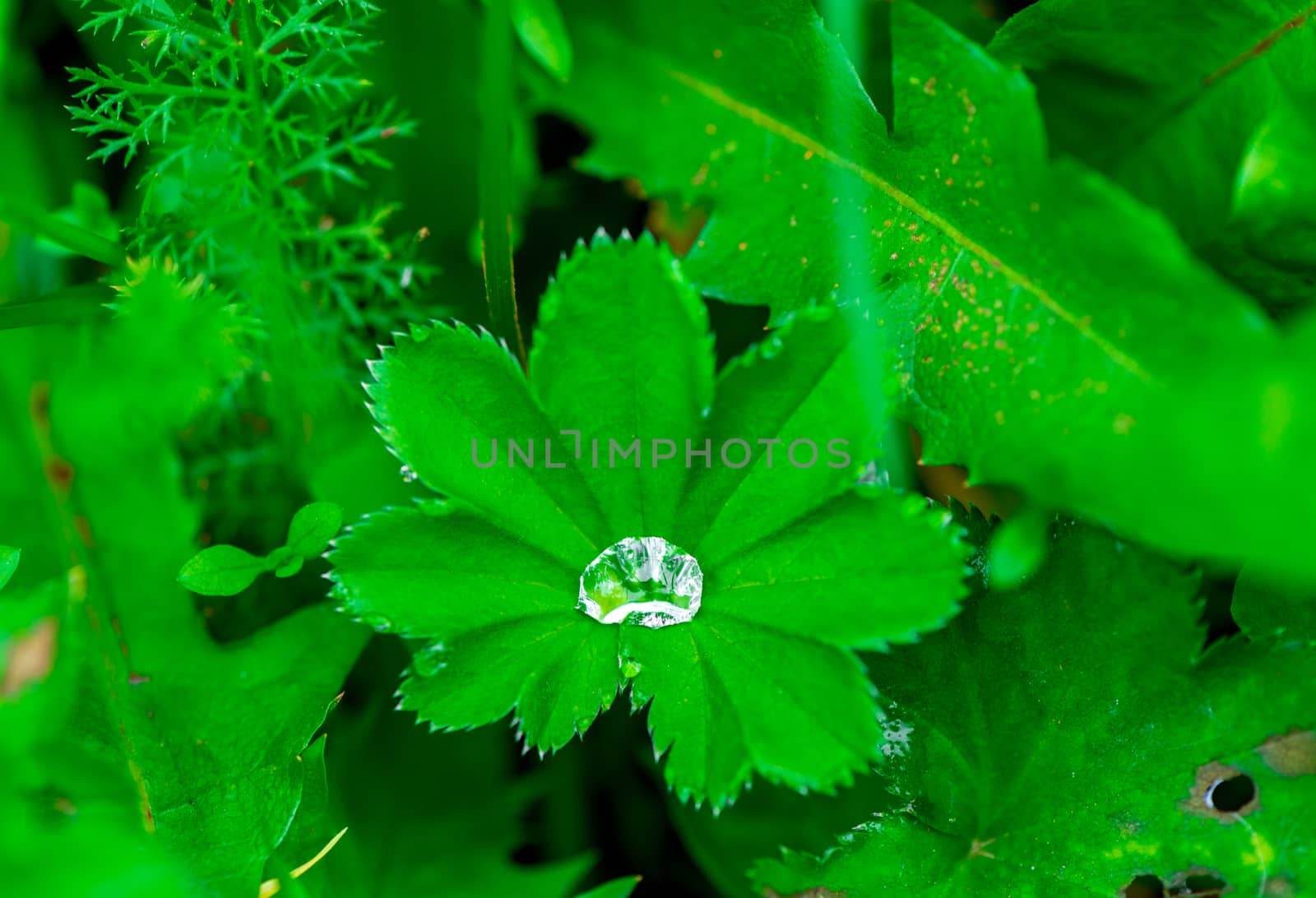 Close-up of nature - a big drop of dew in a green grass