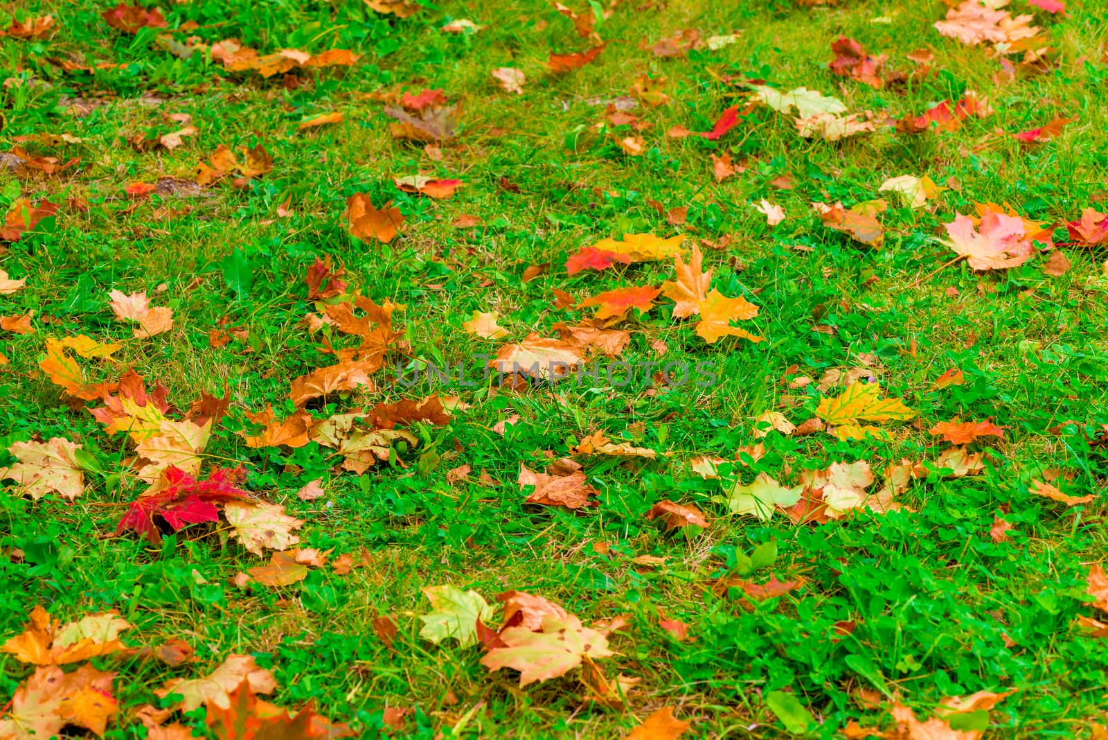 Landscape - a green lawn covered with fallen autumn leaves of a maple