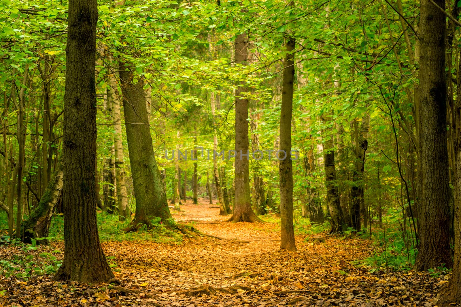 Picturesque autumn park in Russia in October by kosmsos111