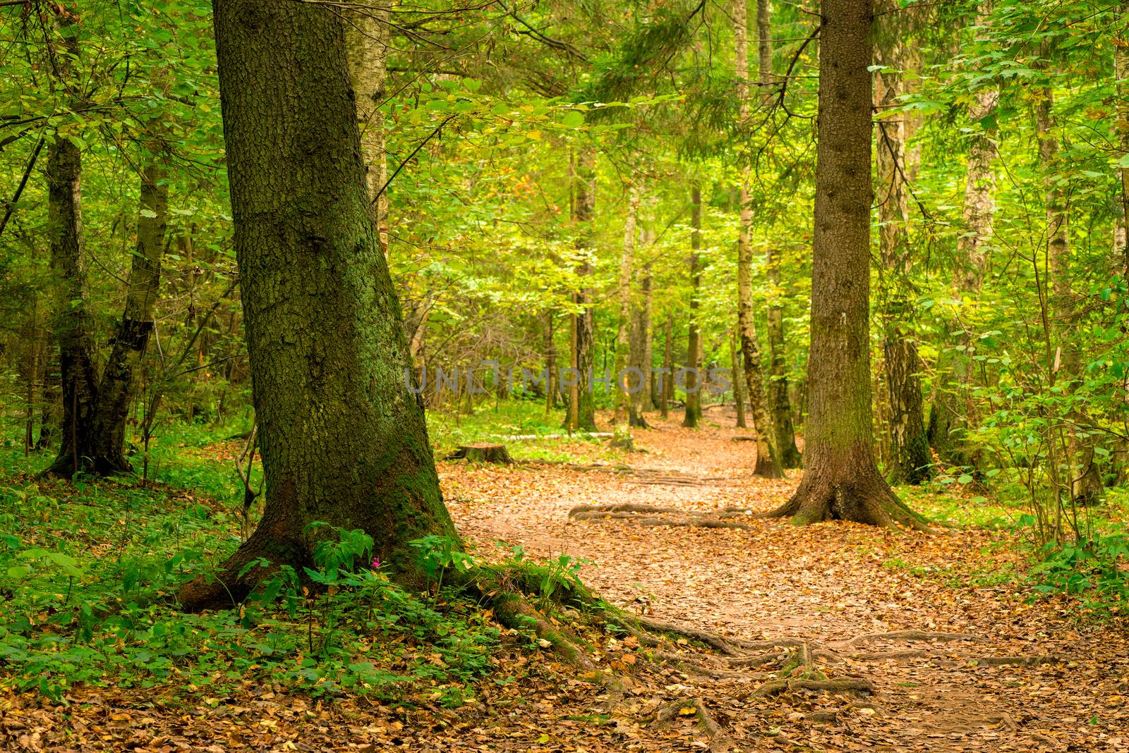 A path in the autumn forest, a beautiful authentic landscape