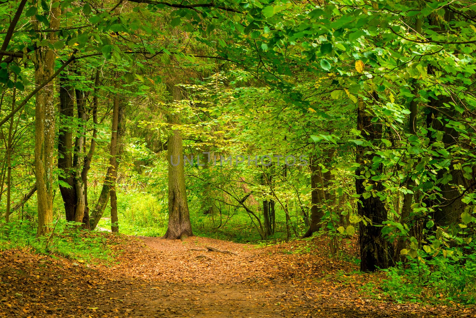 Forest in September, thick deciduous trees stand green