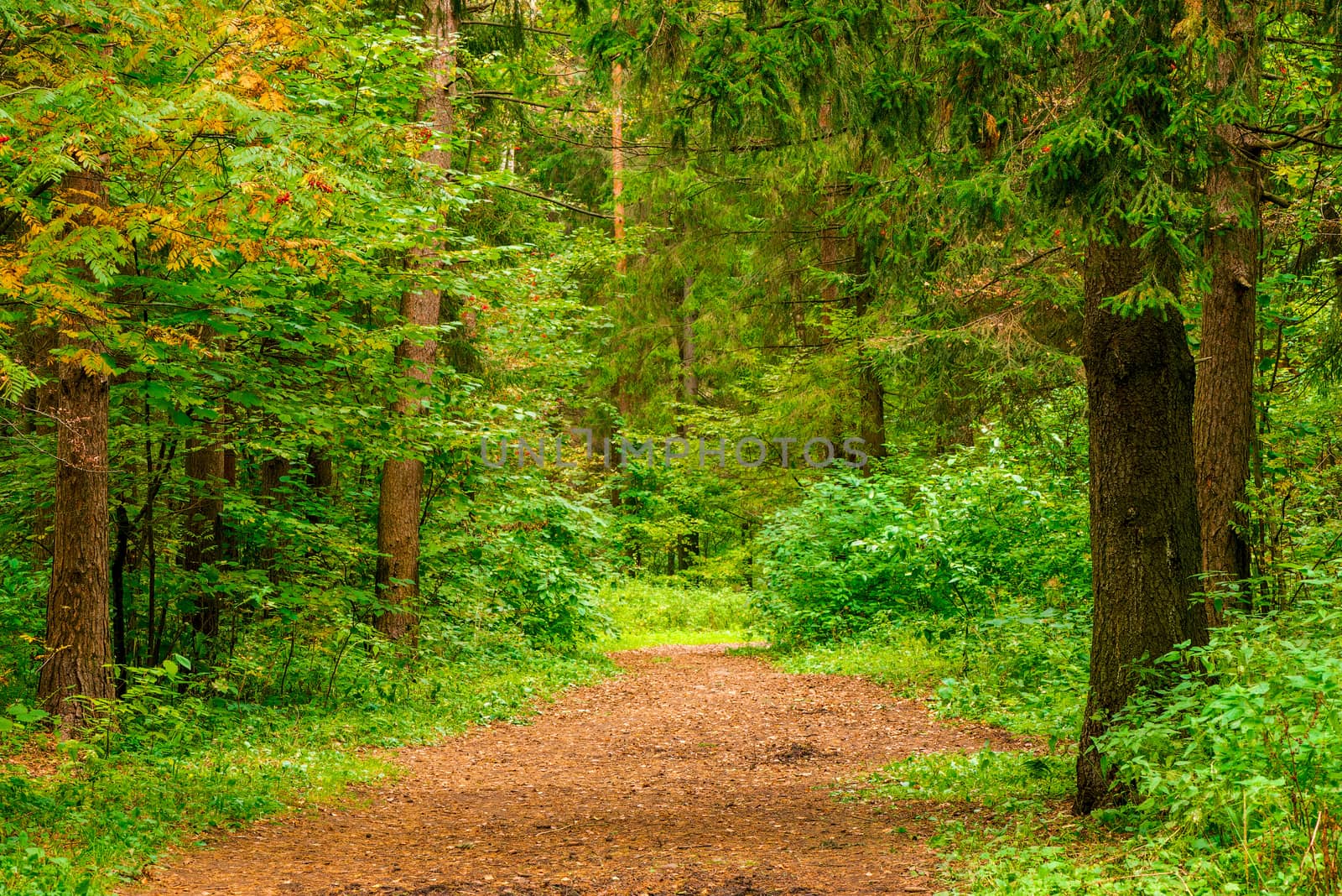 Mixed forest in autumn, landscape in September