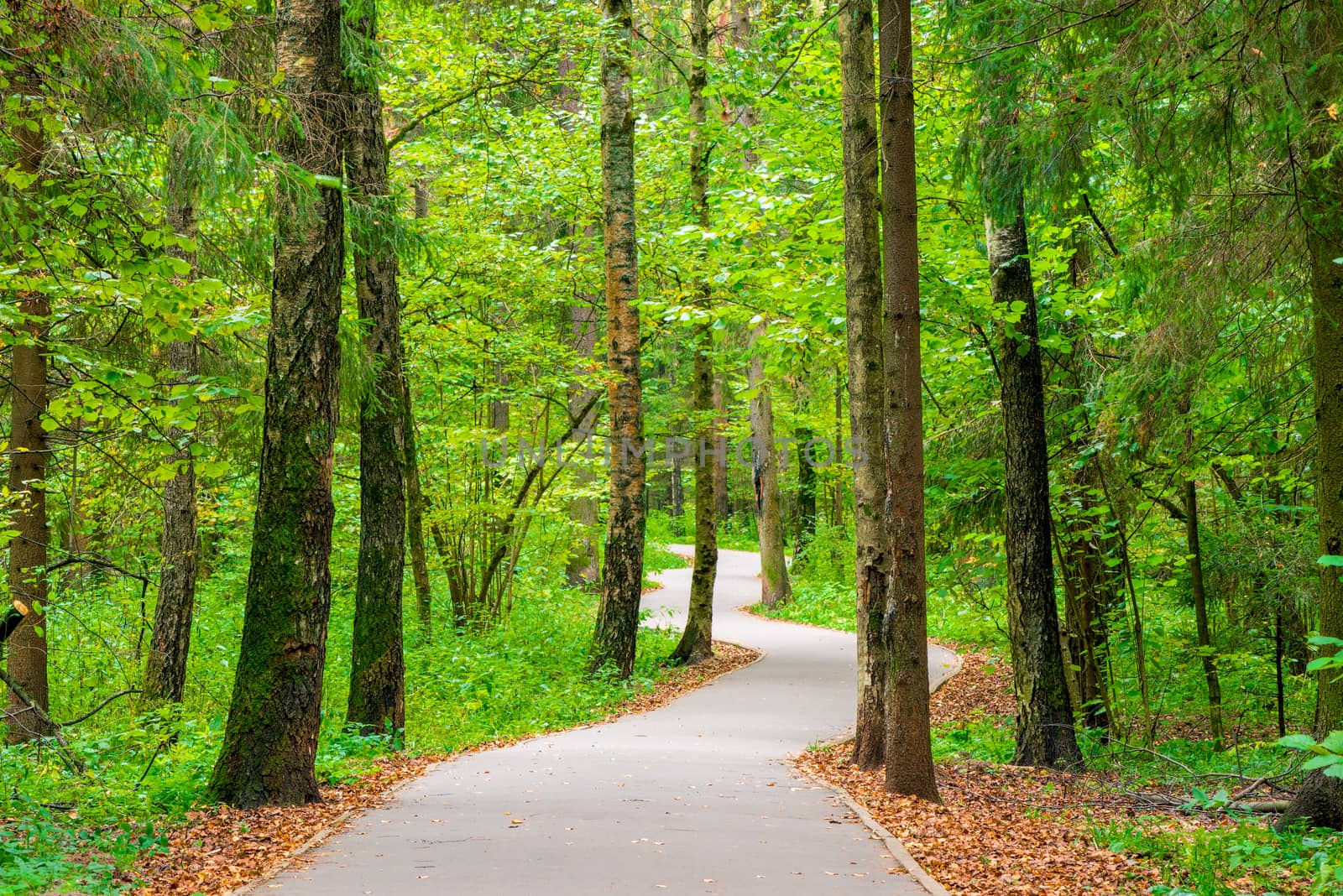 A winding asphalt path in the city park, autumn landscape