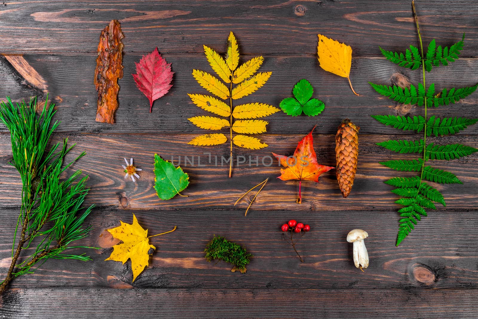 autumn leaves, cones, mushrooms and berries in a composition on a wooden table - objects of forest flora top view