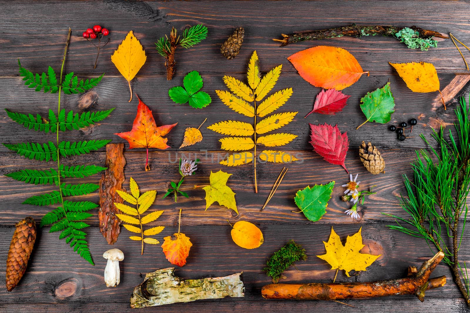 Varied forest flora on wooden boards - autumn objects top view s by kosmsos111