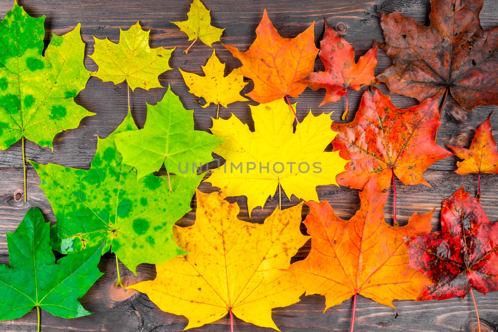 Wooden table with beautiful autumn maple leaves of different colors from above