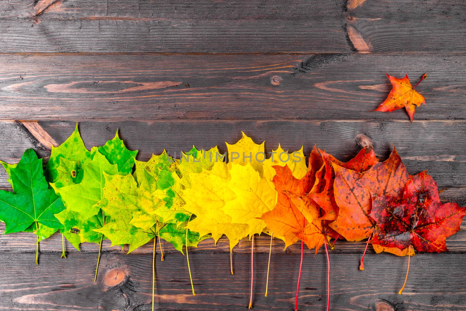 Top view - on the wooden boards the maple leaves are green, yell by kosmsos111