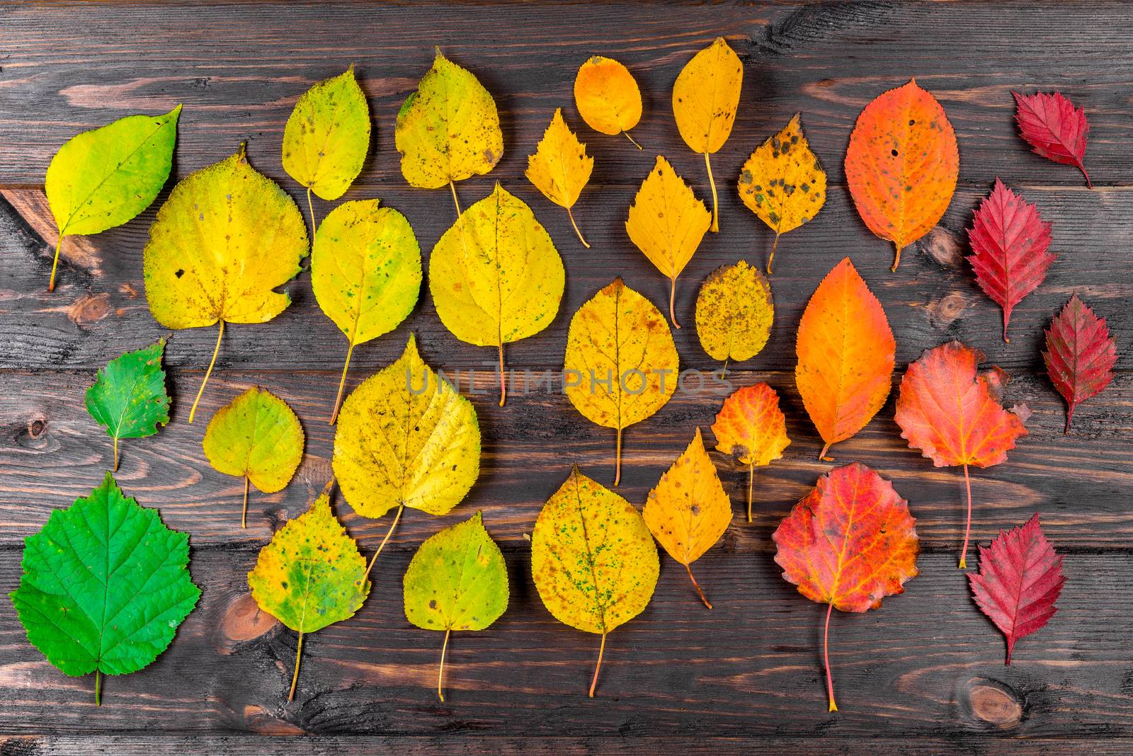 Beautiful bright autumn leaves on a wooden floor view from above