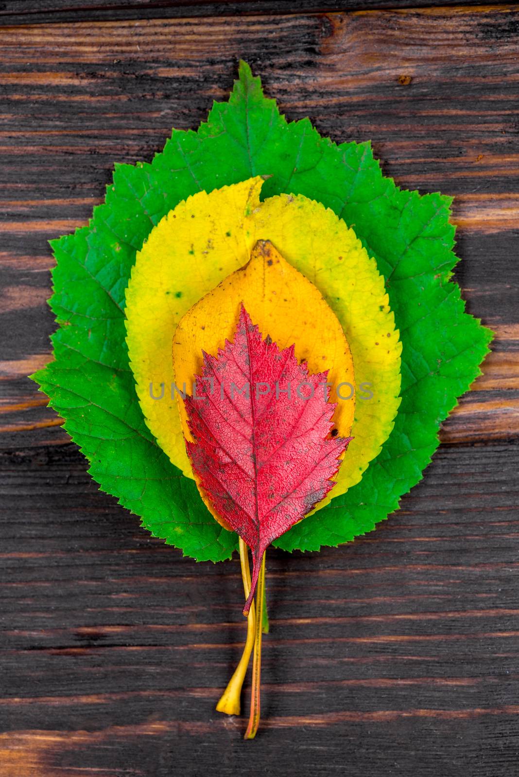 pyramid of colored autumn leaves top view on a wooden floor by kosmsos111