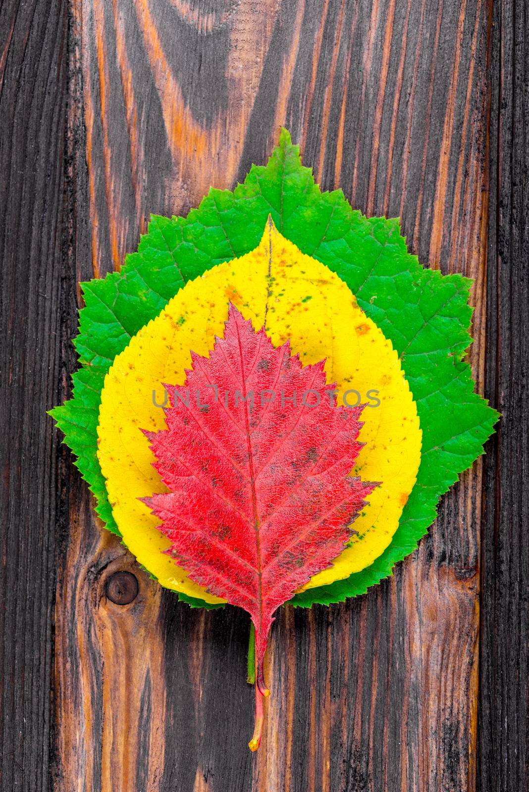 Top view - a pyramid of colored autumn leaves on a wooden floor