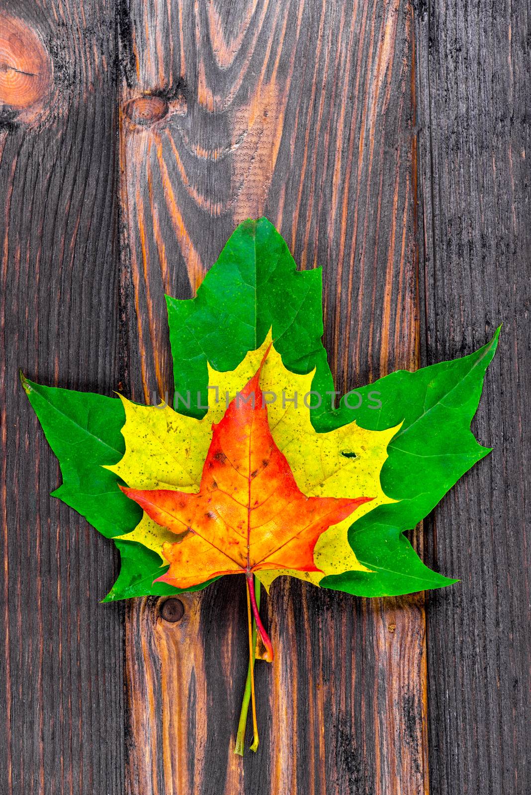 Maple leaves in autumn colors of different pyramids on a wooden background