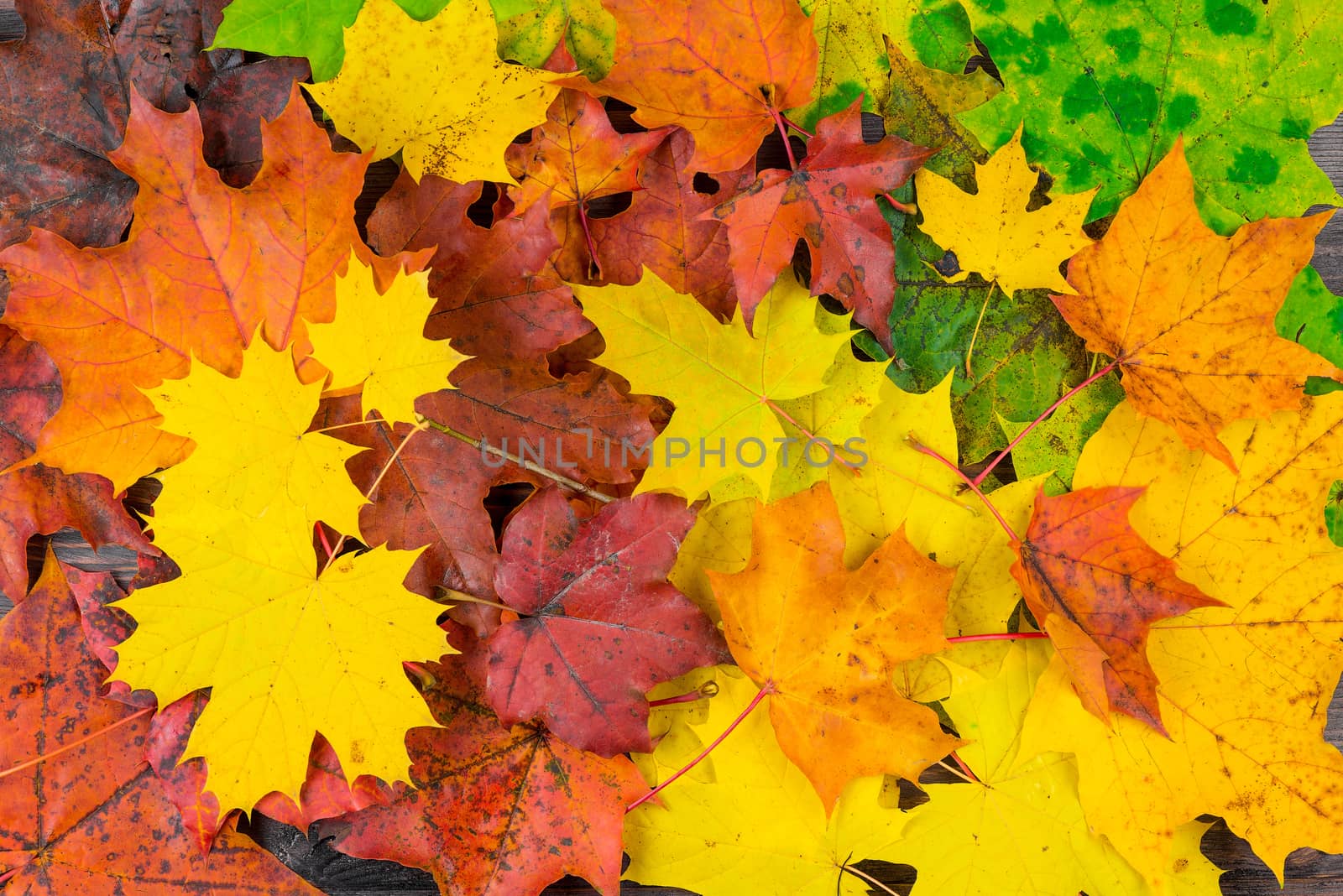 Natural background - colorful beautiful autumn maple leaves by kosmsos111