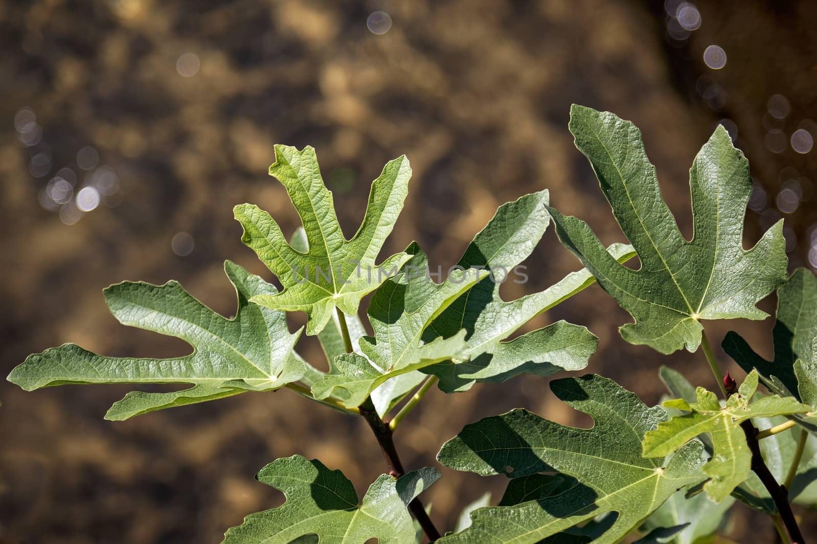 Fig Tree growing by Lake Como in Lecco