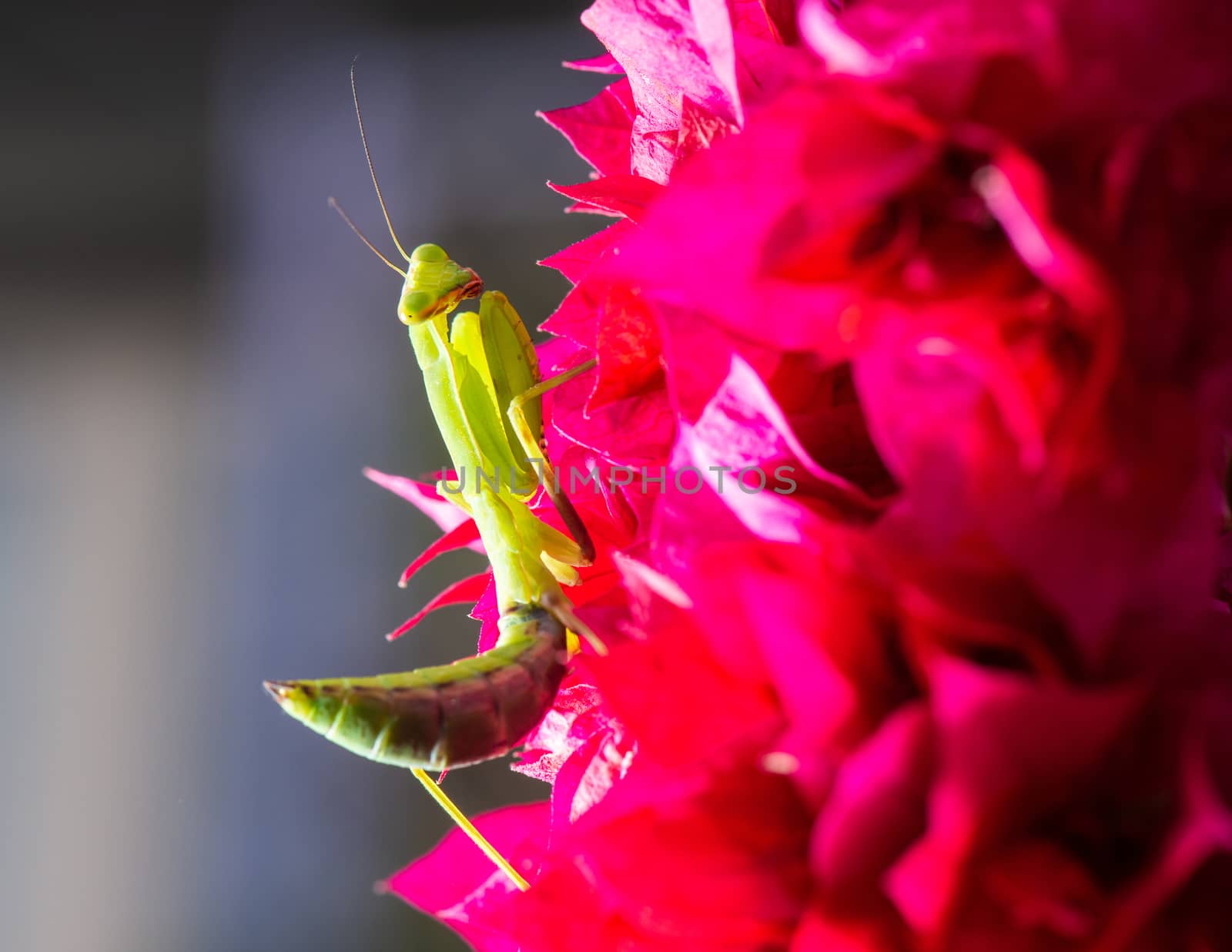 Macro shot of a praying mantis on a pink Bougainvillea