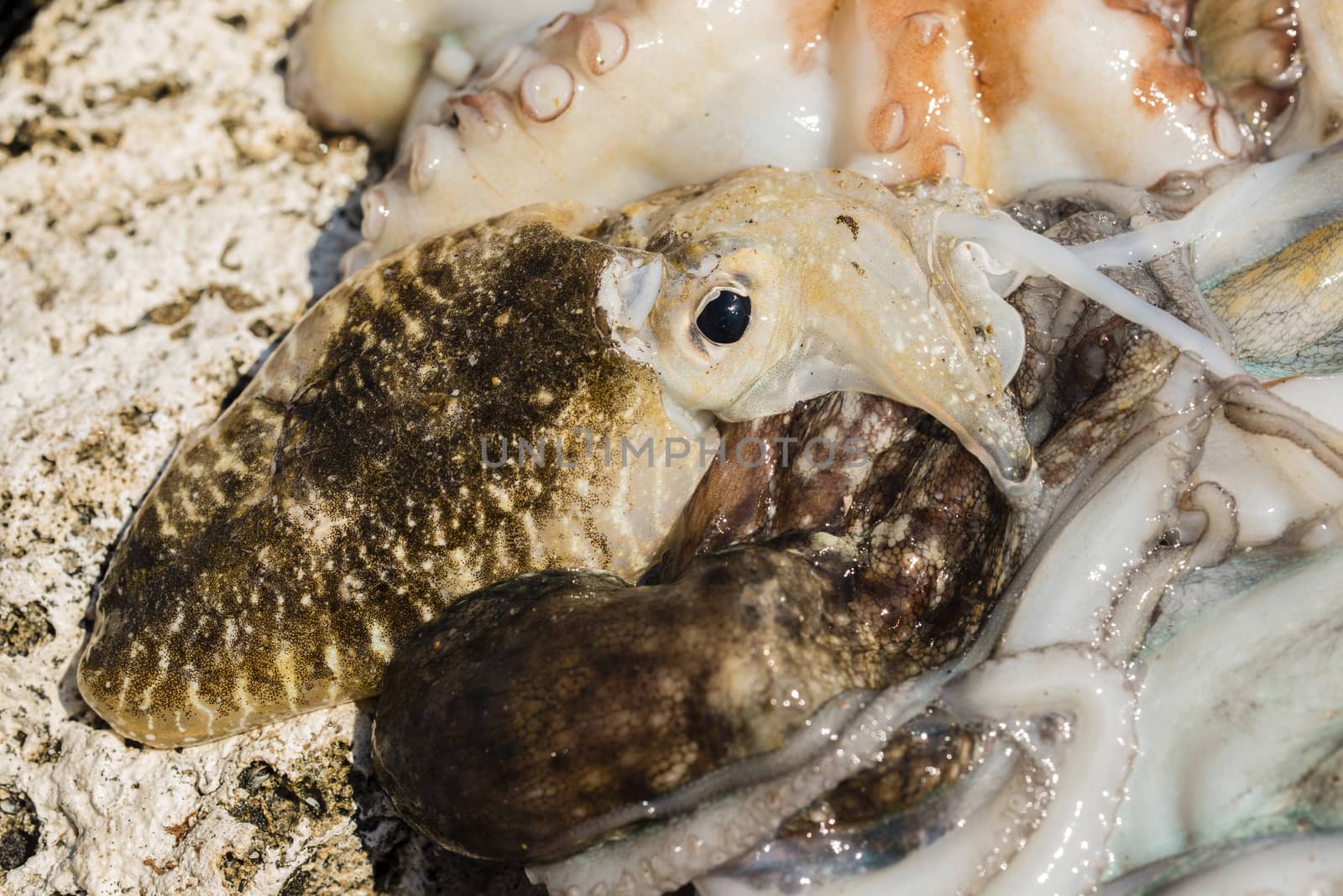Just fished Octupus and cuttlefish. by AlessandroZocc