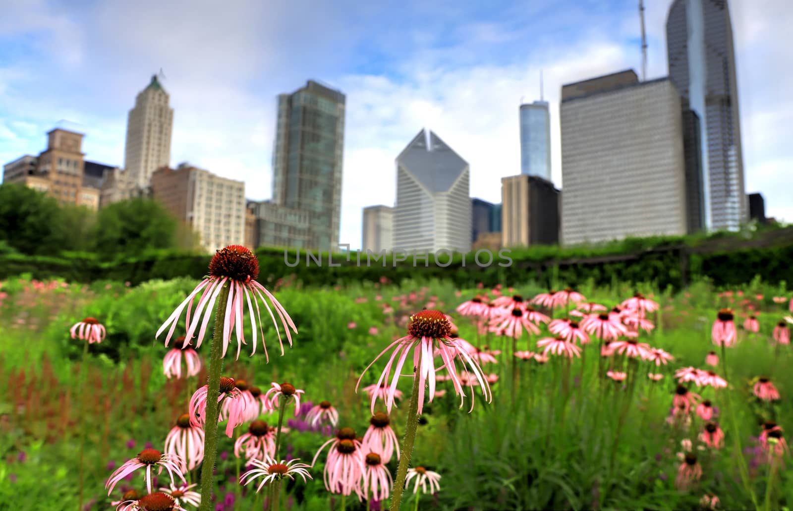 Chicago, Illinois skyline from Lurie Garden by jbyard22