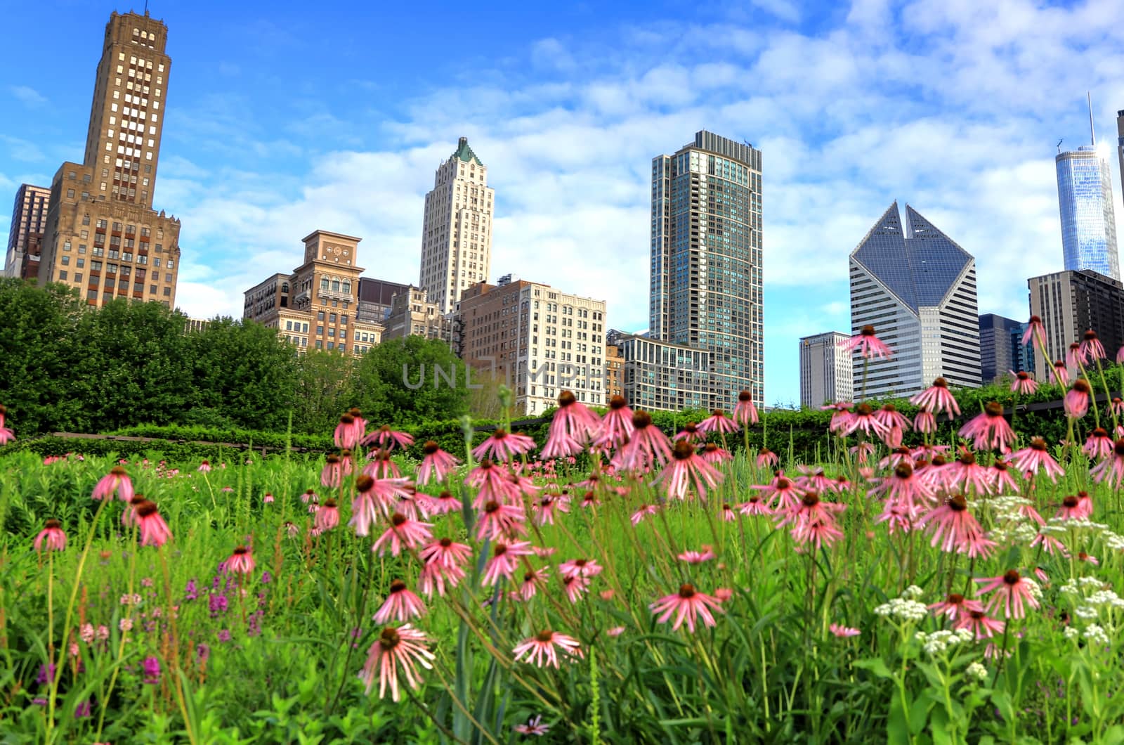 Chicago, Illinois skyline from Lurie Garden by jbyard22