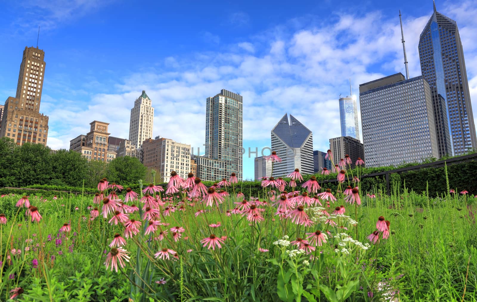 Chicago, Illinois skyline from Lurie Garden by jbyard22