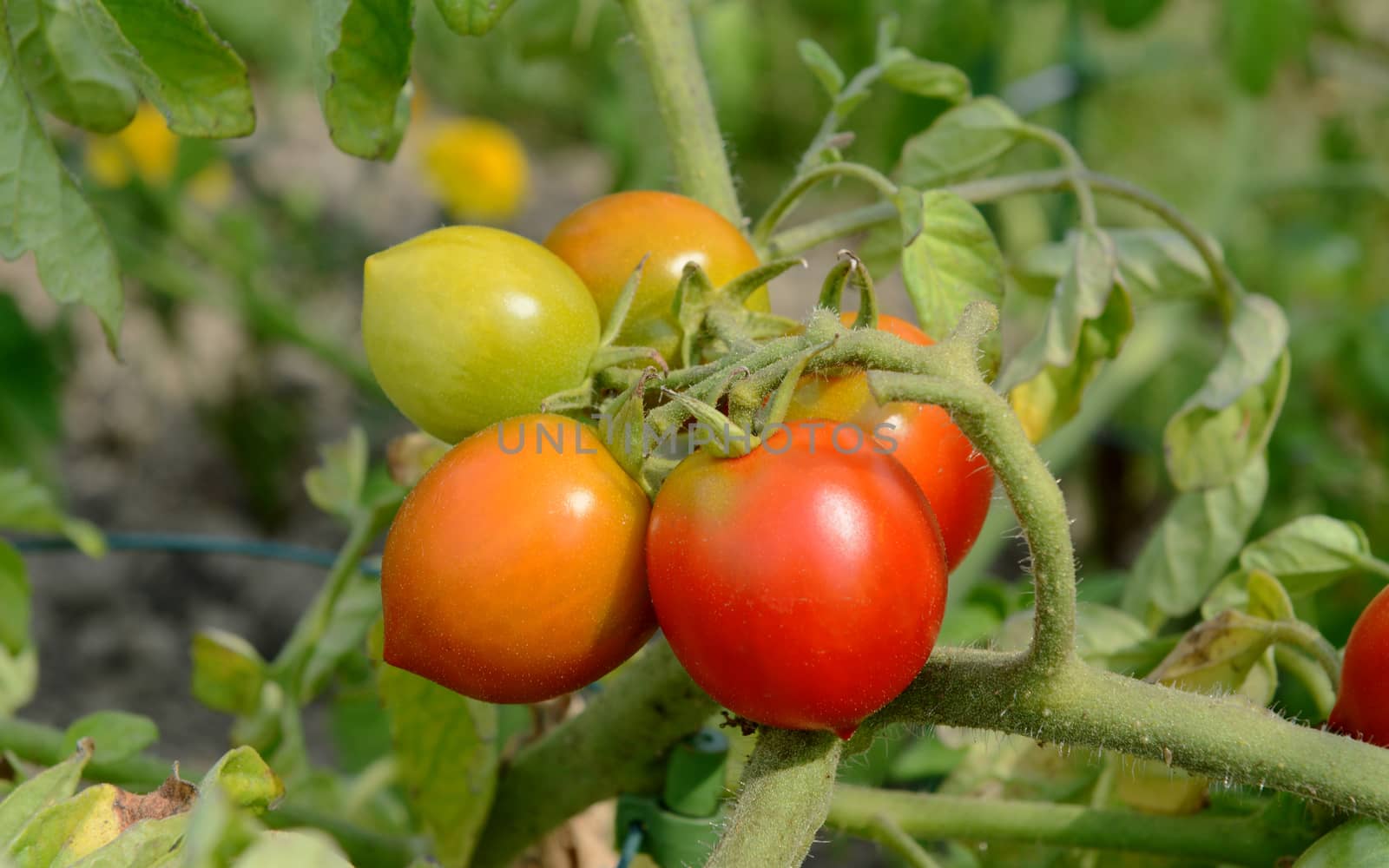 Red Alert tomatoes ripen on a bush tomato plant in a vegetable bed on a sunny day
