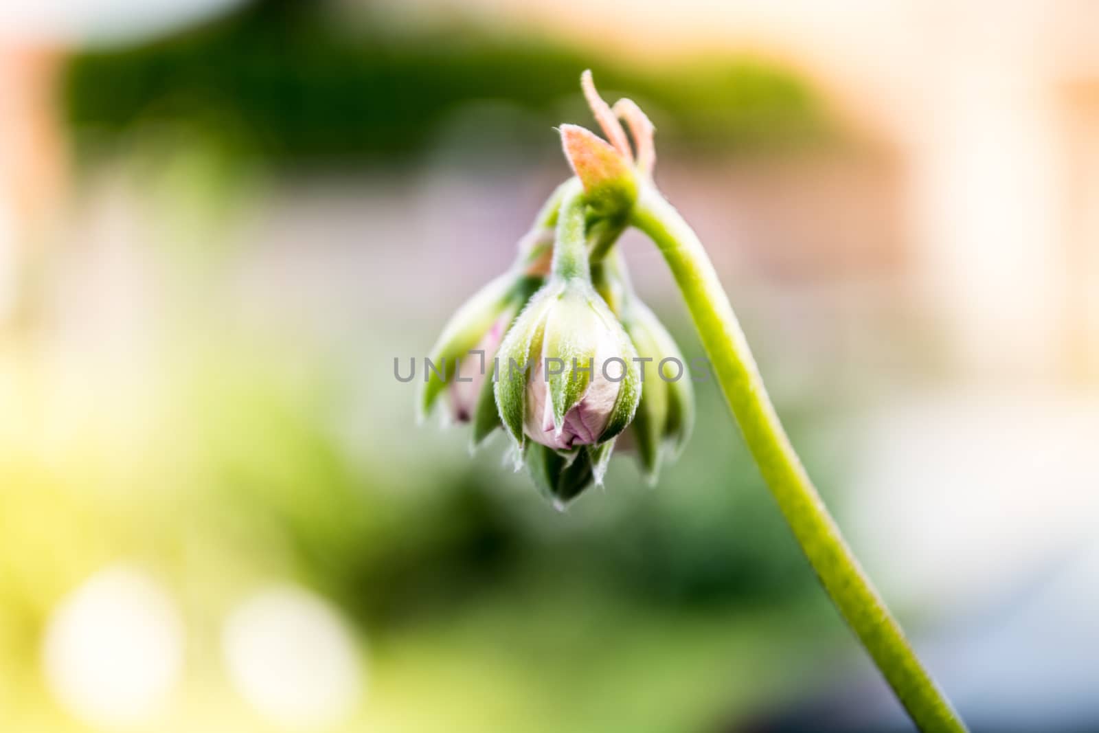 Flower buds isolated on blurred background on the sunny day