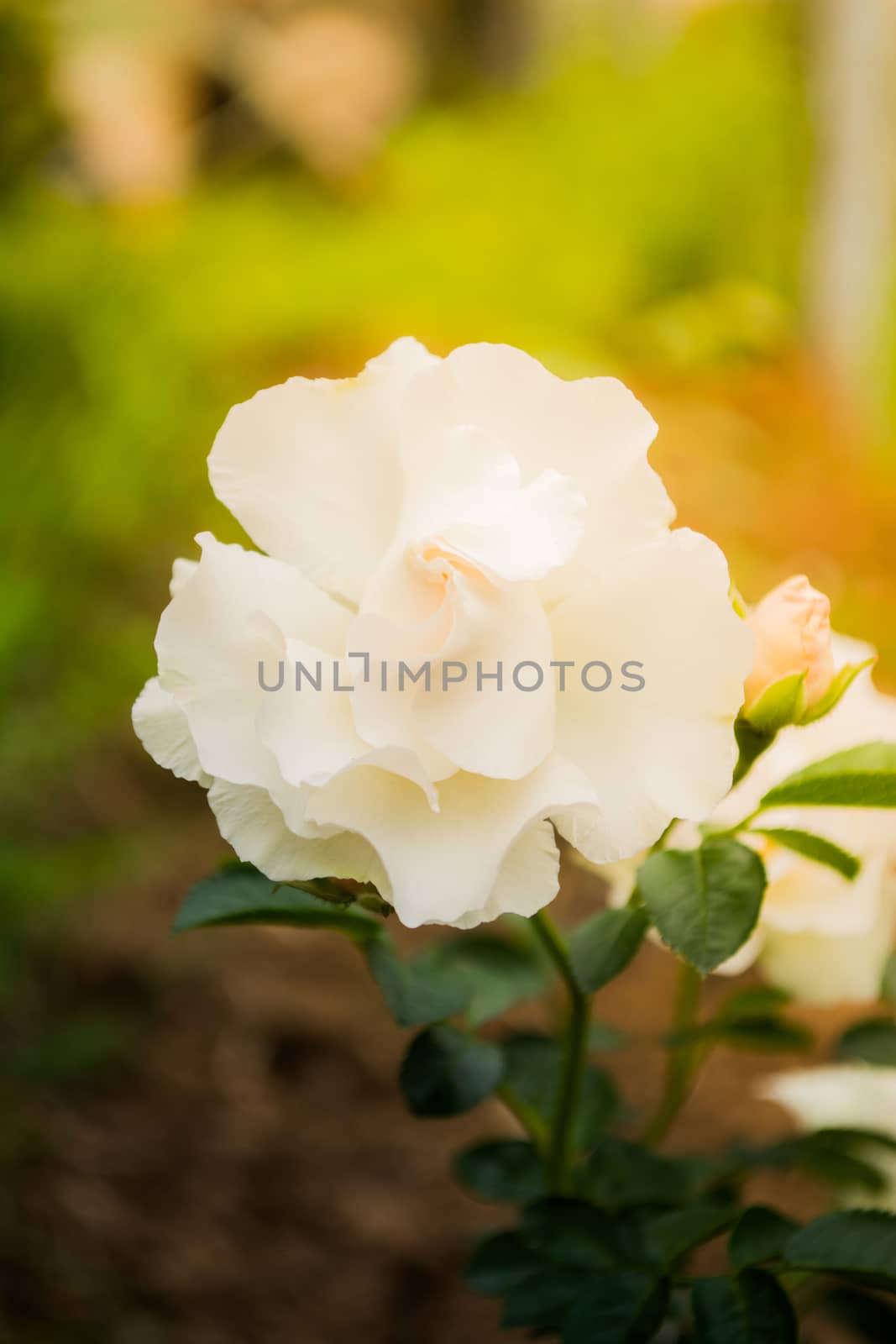 Beatiful white roses by radebg