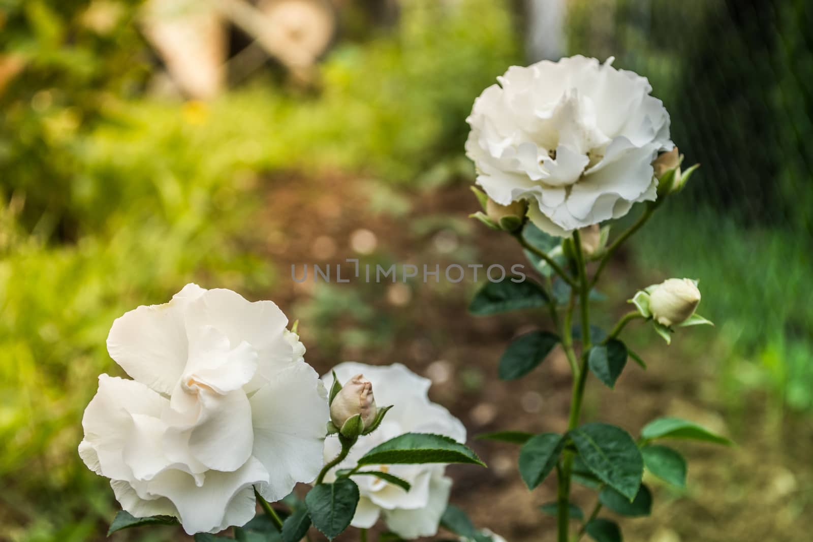 White roses isolated on blurred background. Shot was taken on the sunny day