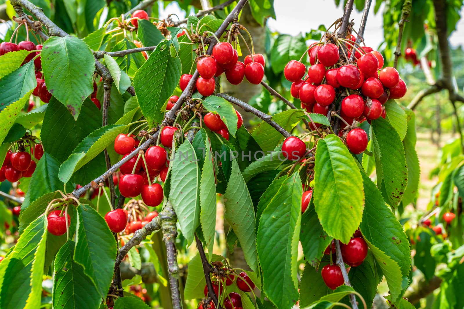 Fresh and ripe cherries seen hanging on cherry trees