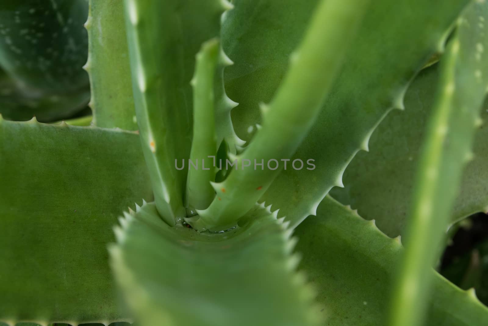 abstract cactus plant close up macro green by Kinetoscope