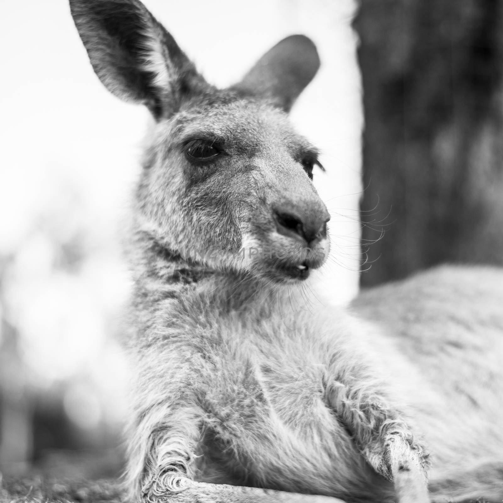 Kangaroo outside during the day. by artistrobd