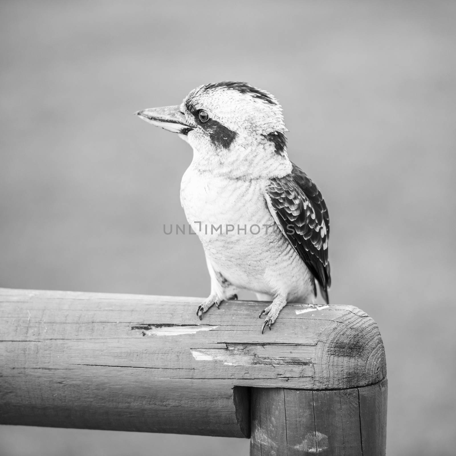 Kookaburra gracefully resting during the day. by artistrobd