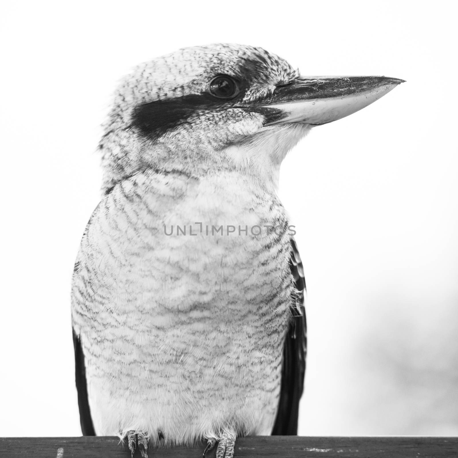 Kookaburra gracefully resting during the day. by artistrobd