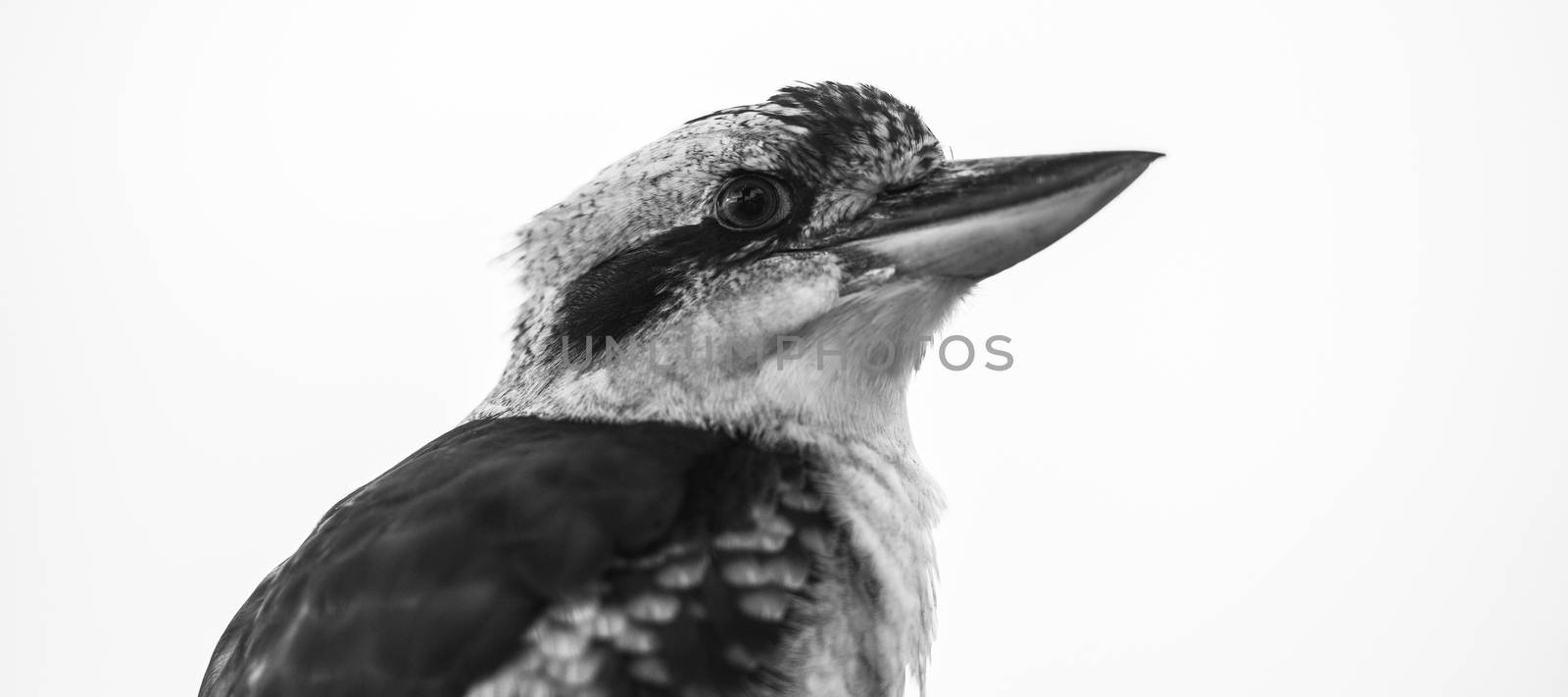 Australian kookaburra by itself resting outdoors during the day in Queensland