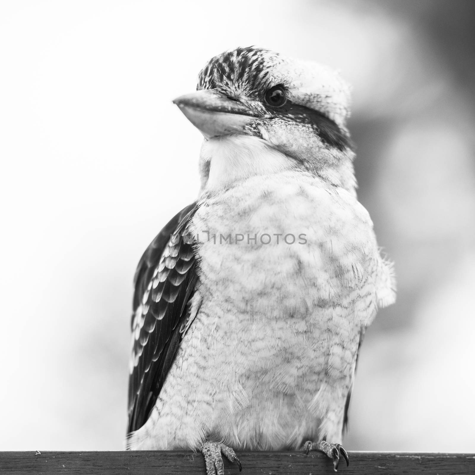 Australian kookaburra by itself resting outdoors during the day in Queensland