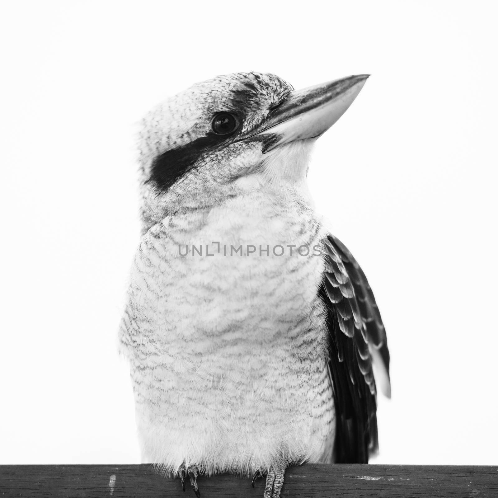 Australian kookaburra by itself resting outdoors during the day in Queensland