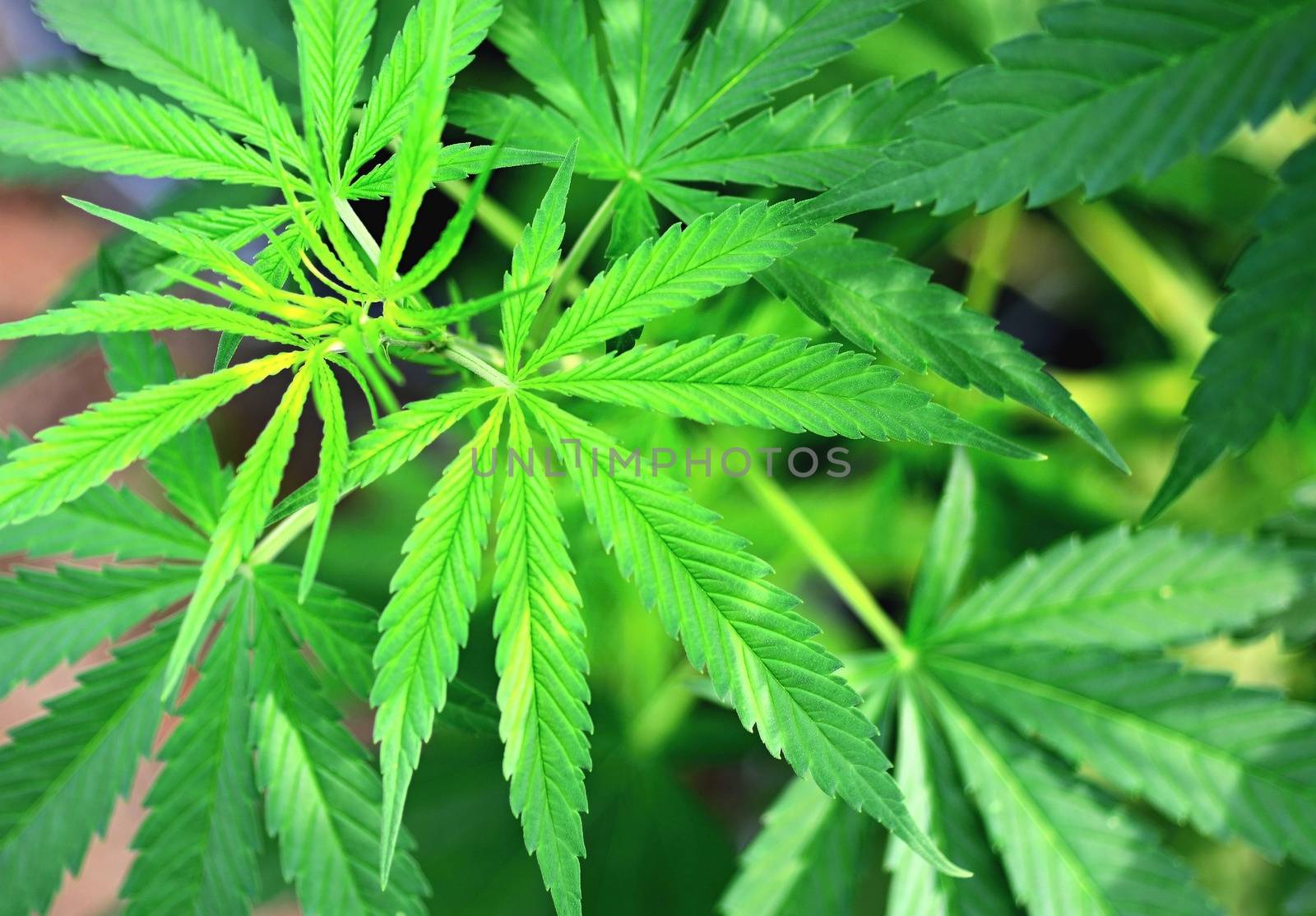 High angle view of the marijuana plants green leaves. 