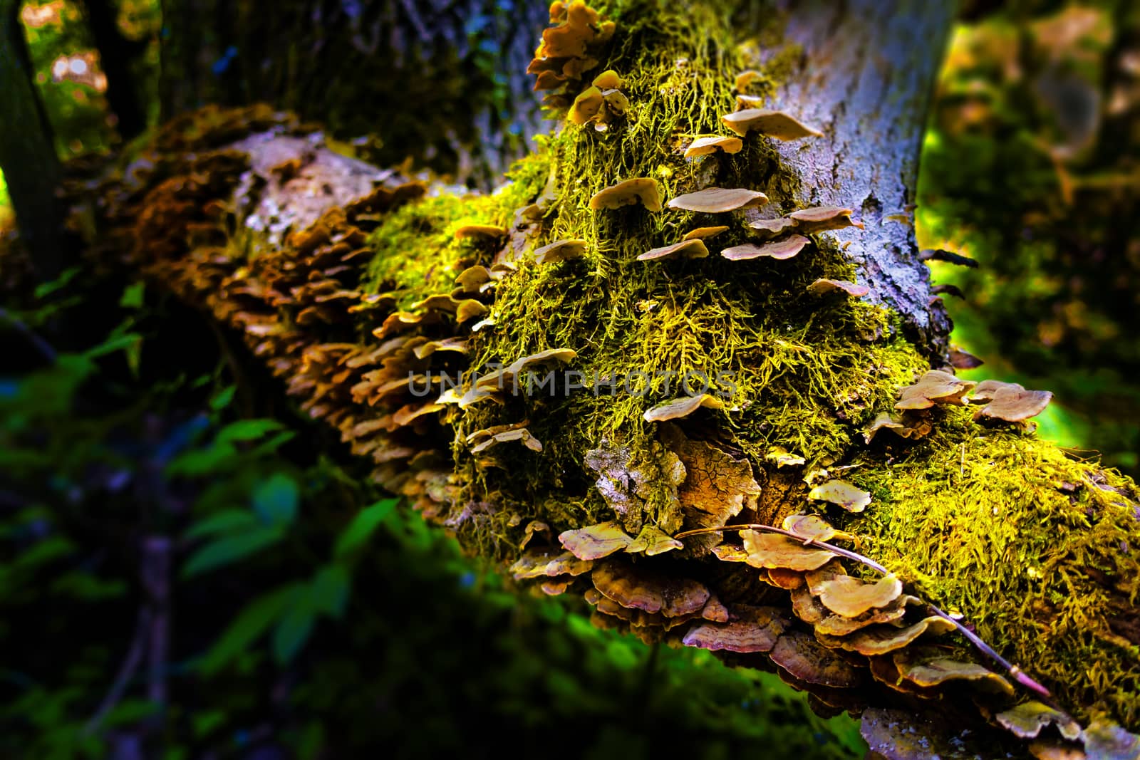 A close up of mushrooms on moss covered tree trunk, backlit, greenery in the woods, nature