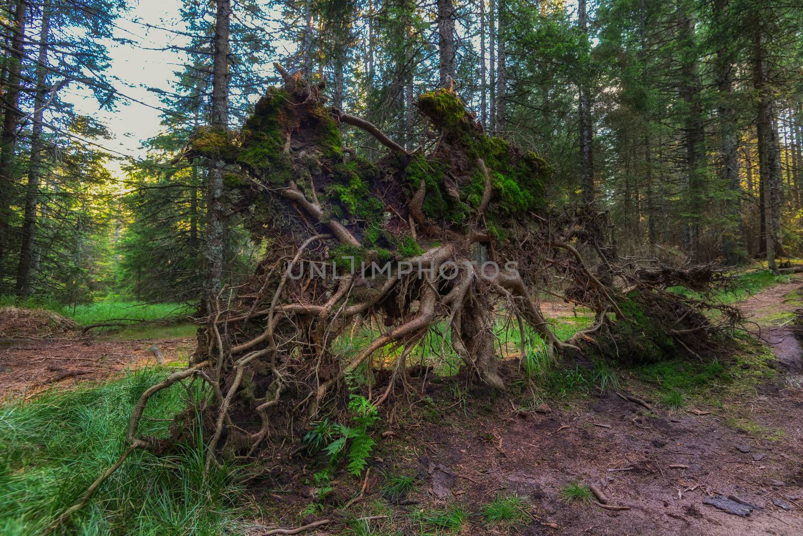 Roots of fallen spruce in Natural reserve Crno jezero - Black lake with pristine dense rainforest and untouched nature on Pohorje mountain, Slovenia