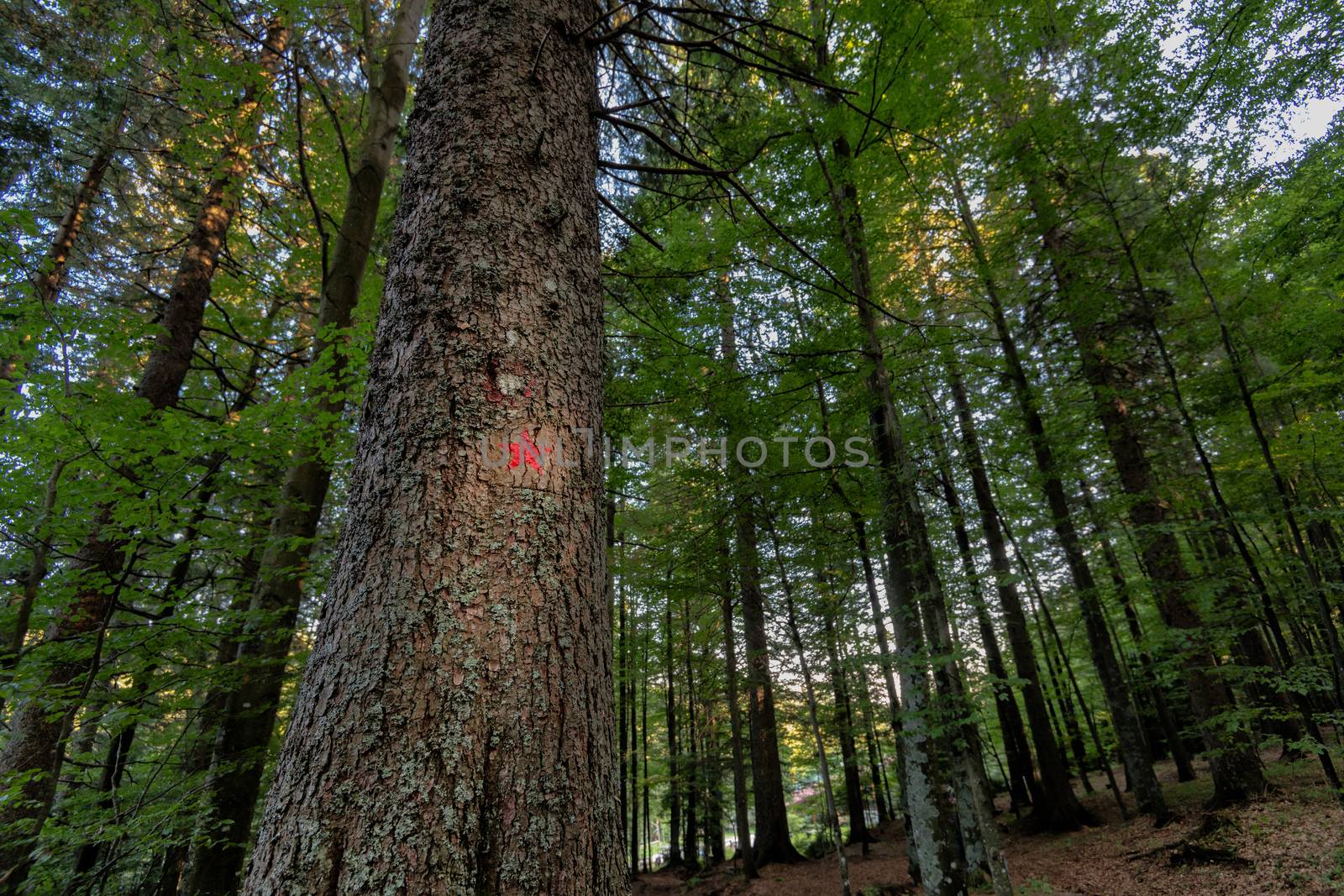 Red star painted on spruce marks the hiking trail to the memorial of Pohorje battalion near Osankarica, Slovenia by asafaric