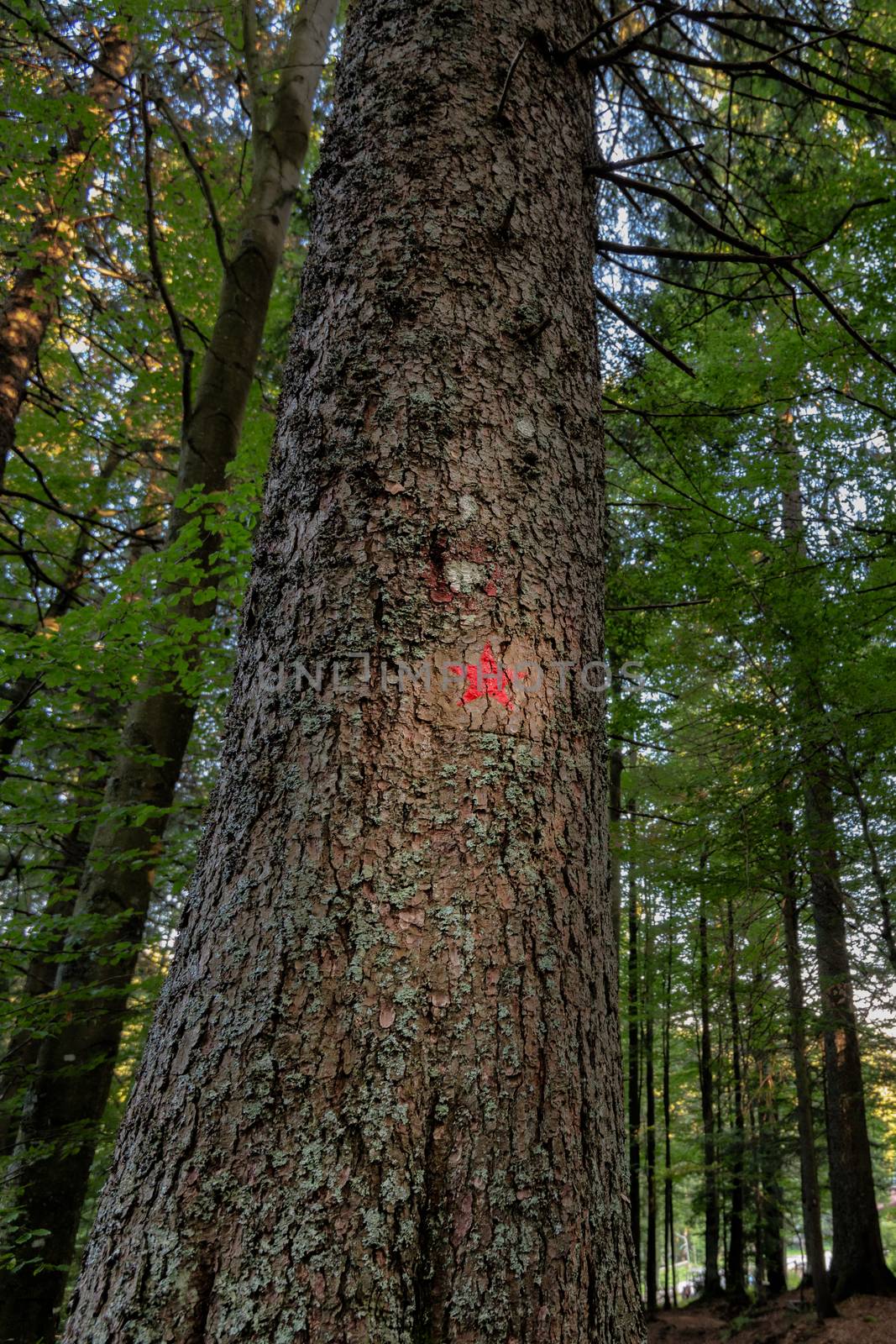 Red star painted on spruce marks the hiking trail to the memorial of Pohorje battalion near Osankarica, Slovenia. The battalion was part of the Partisan army of Tito's Yugoslavia and annihilated in 1943 by strong Wehrmacht forces