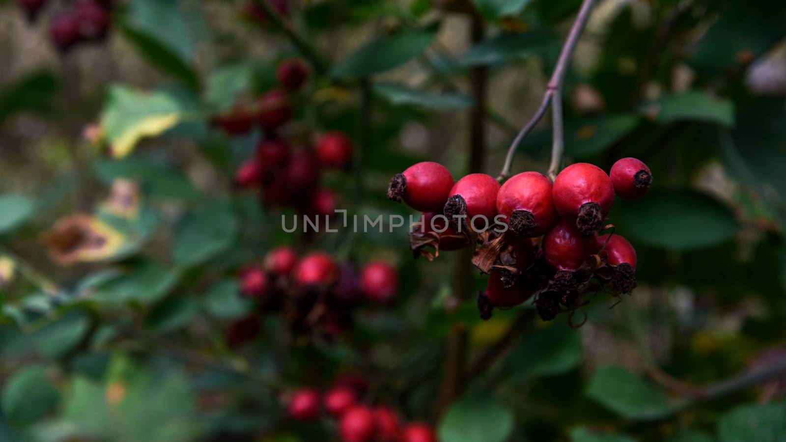 Closeup of dog-rose berries briar fruits Rosa canina