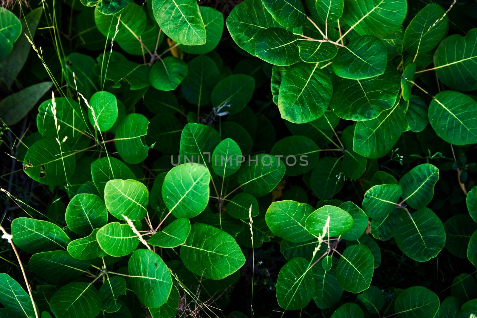 Cotinus coggygria, smoke tree, smoke bush green leaves by WolfWilhelm