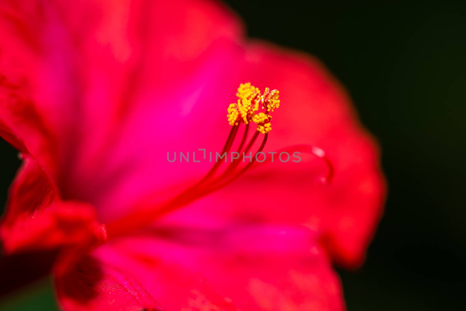 Red four o'clock flower (Mirabilis Jalapa) macro shot
