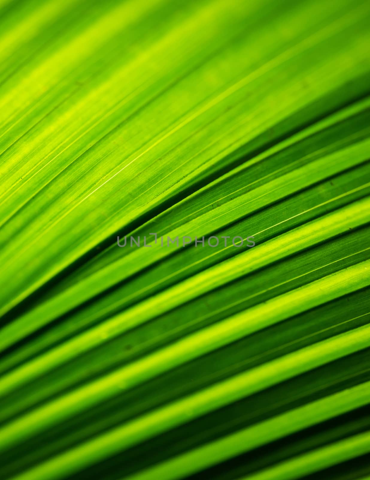 Macro shot of backlit green foliage texture