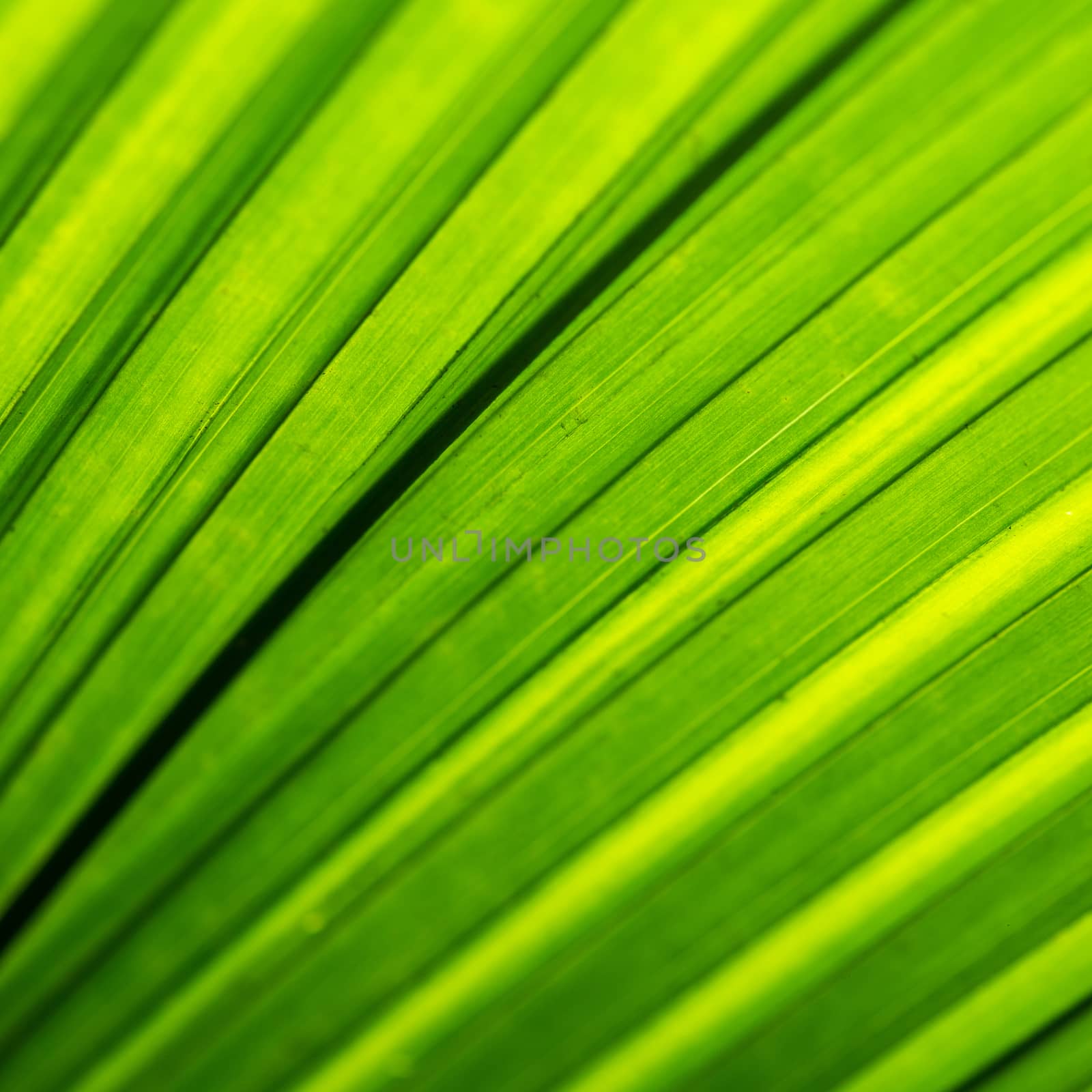 Macro shot of backlit green foliage texture
